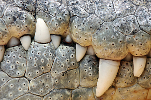 Исследователи изучают эволюцию по зубам